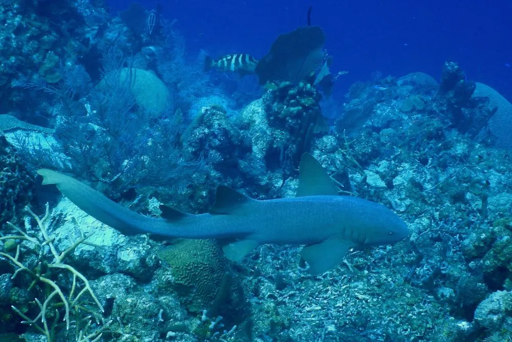 Shark at Glover Reef, Belize  ©WCS