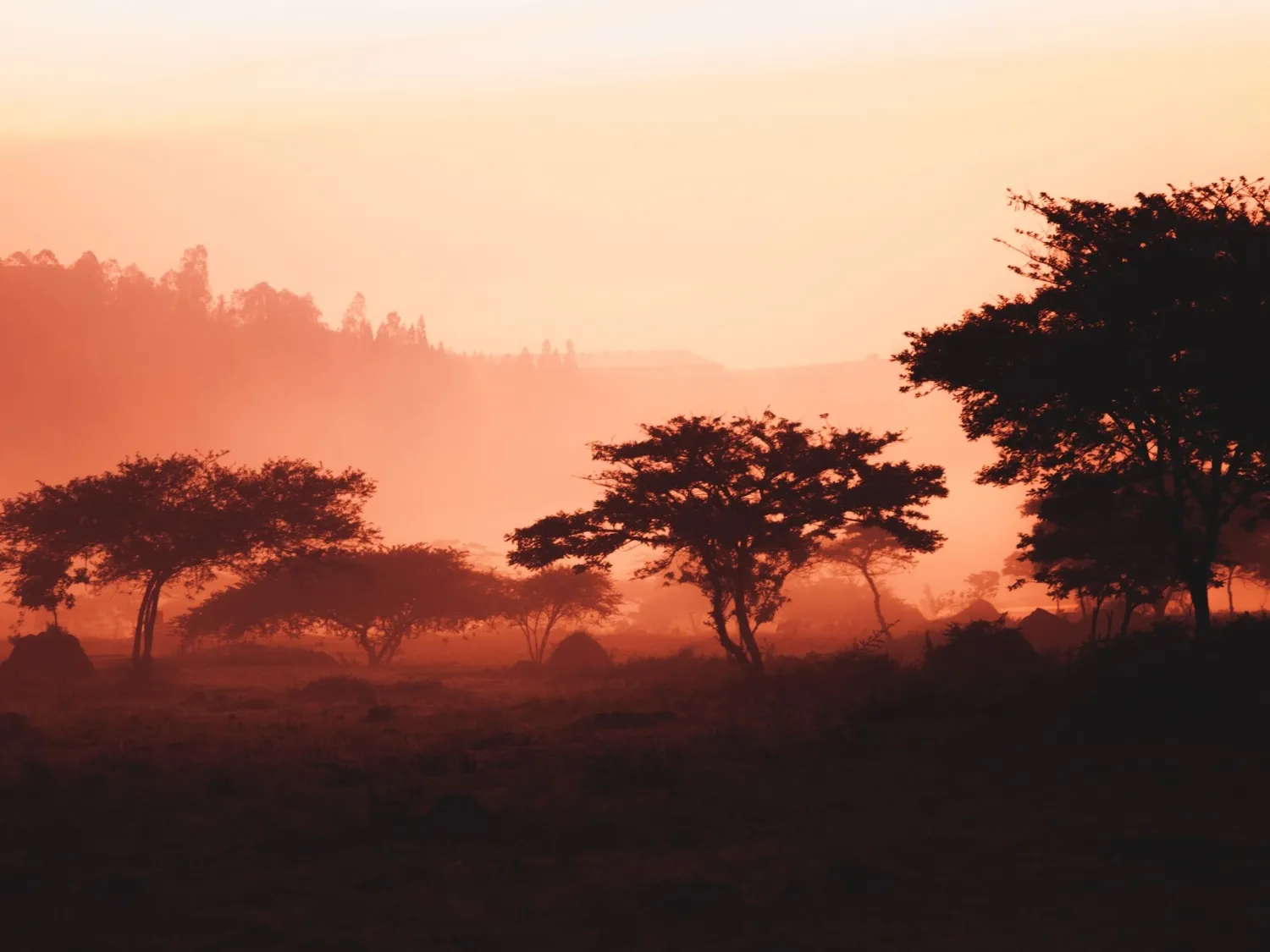 Revel in Rwanda’s rich culture and brimming wildlife