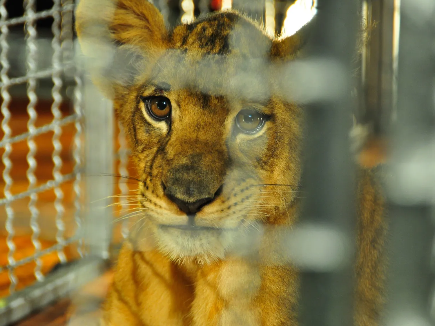 A wild animal in a cage