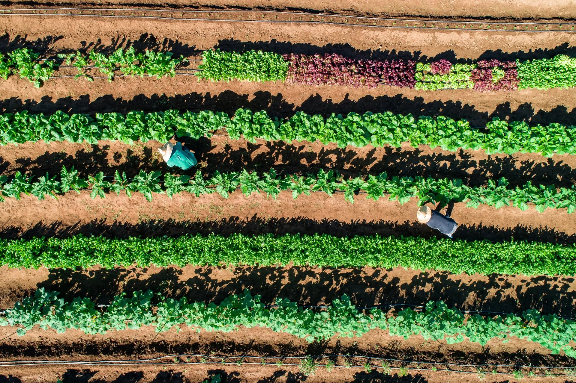 Organic Farm, Puerto Rico.