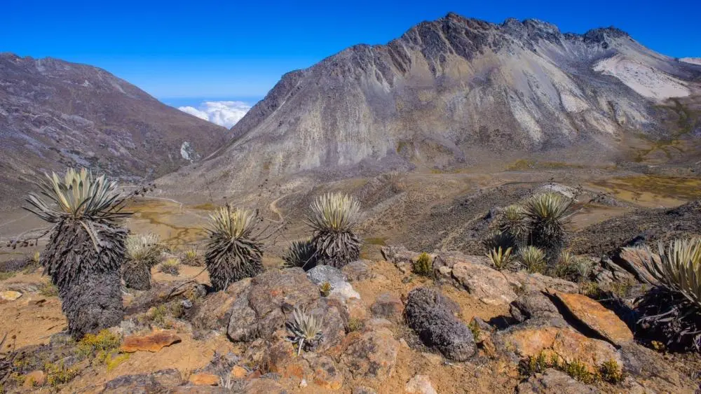 The Tropical Andes
