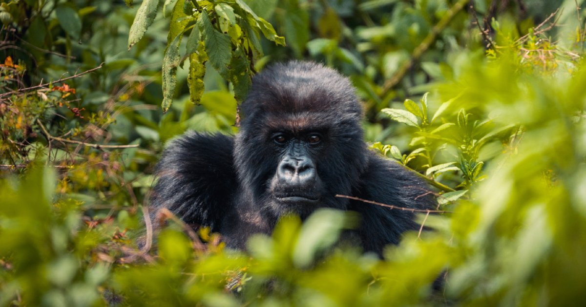 WTTC Opens Its Global Summit in Kigali With a Strong Message of ...